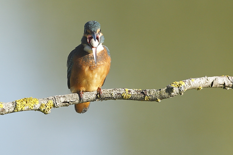 Stranezza del Martin pescatore